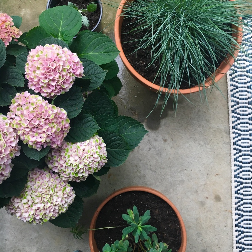 Meet your Posher, Lacey